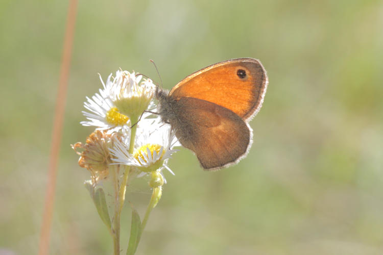 Coenonympha pamphilus: Bild 25