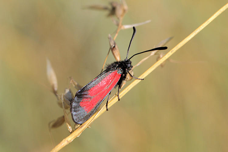 Zygaena purpuralis / minos: Bild 11