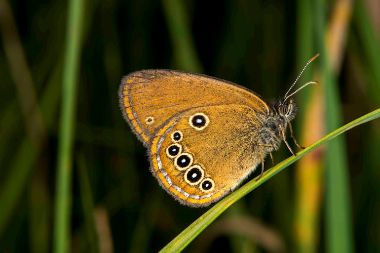 Coenonympha oedippus rhenana: Bild 14