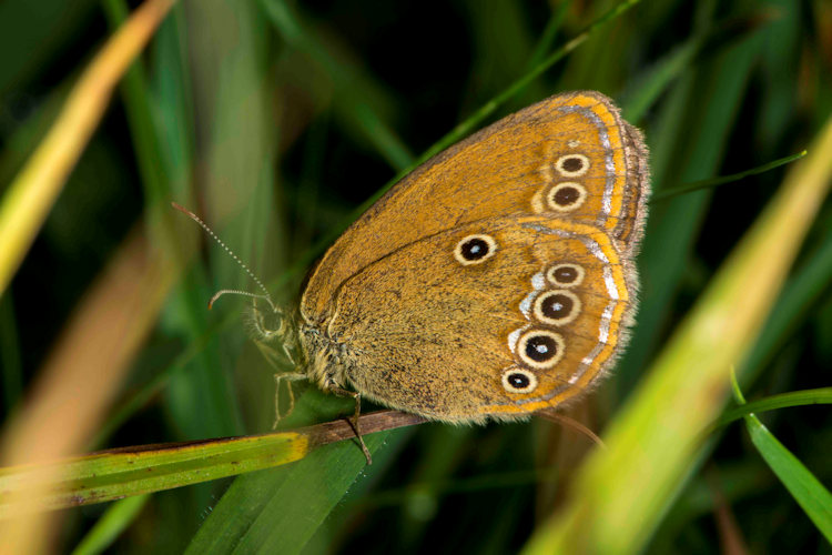Coenonympha oedippus rhenana: Bild 13