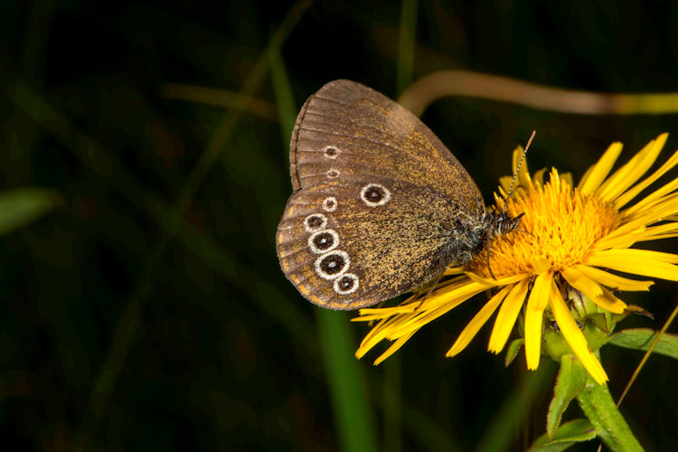 Coenonympha oedippus rhenana: Bild 12