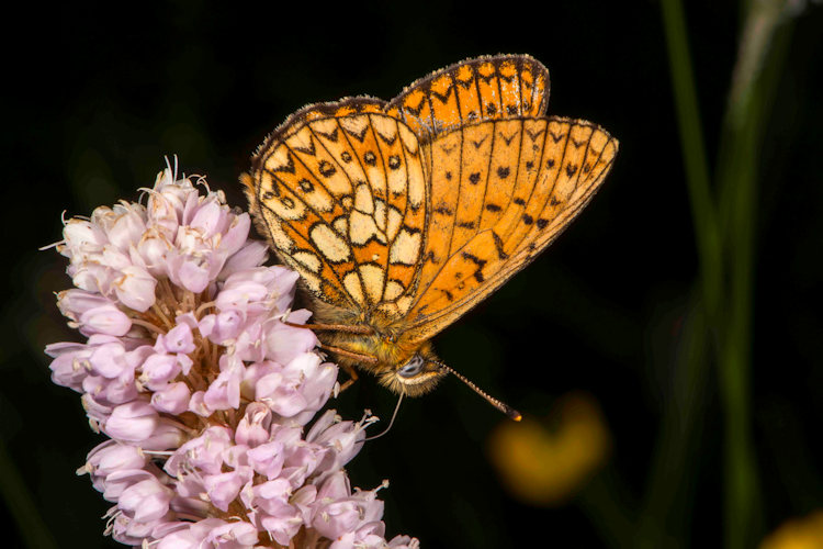 Boloria eunomia: Bild 10