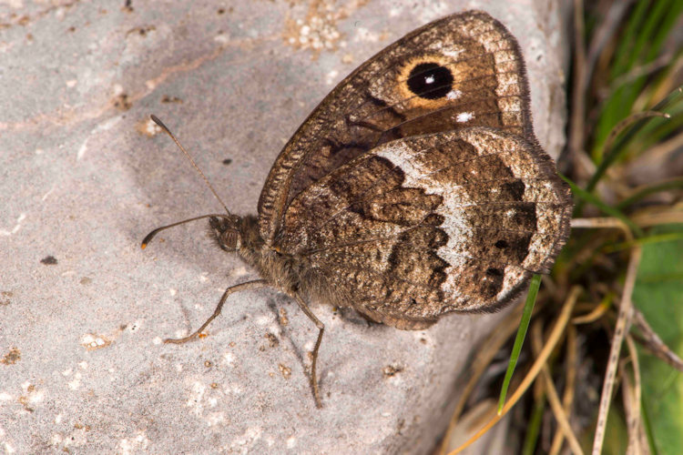 Satyrus actaea: Bild 4