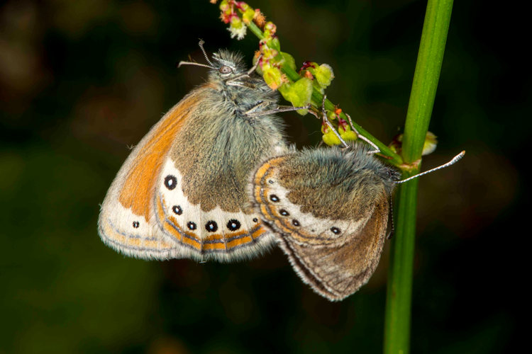 Coenonympha gardetta: Bild 19