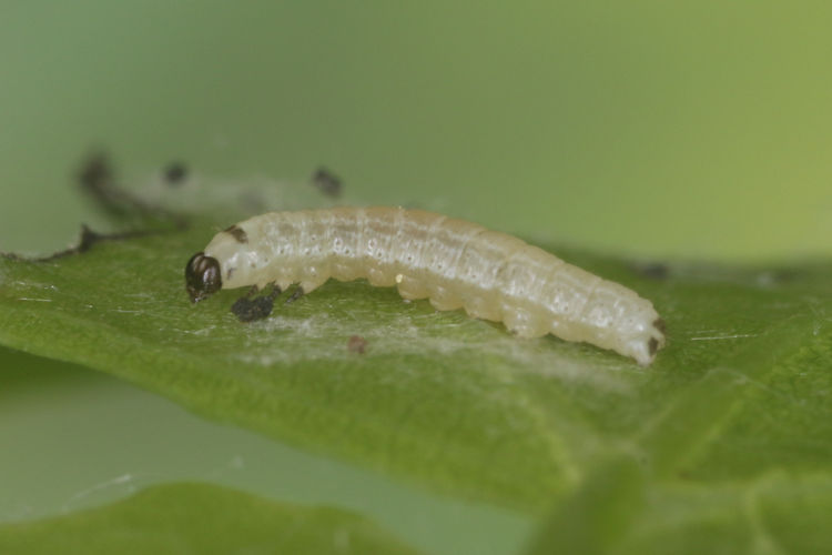 Archiearis notha: Bild 4