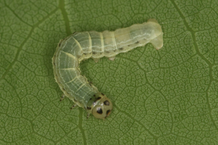 Archiearis notha: Bild 5