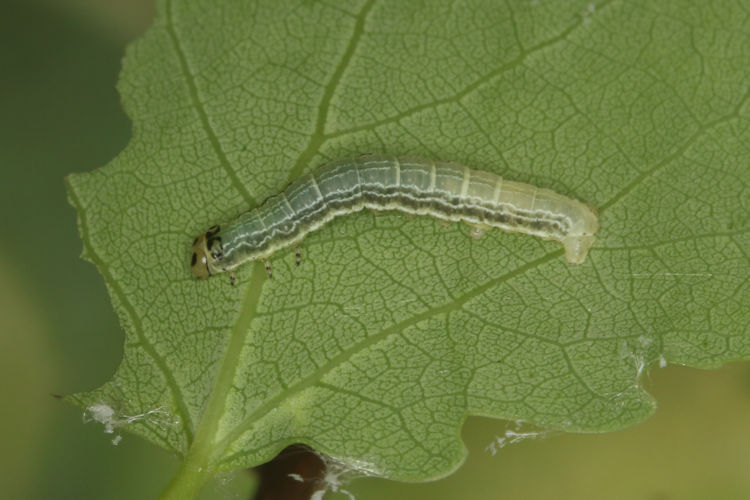 Archiearis notha: Bild 7