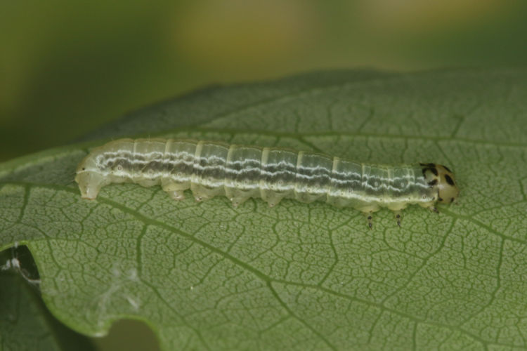 Archiearis notha: Bild 8