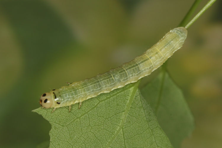 Archiearis notha: Bild 11