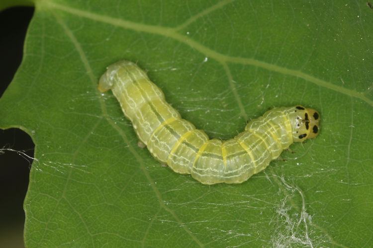 Archiearis notha: Bild 16