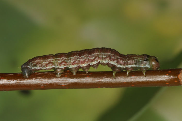 Archiearis notha: Bild 19