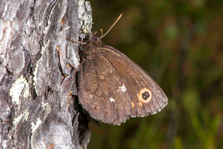 Erebia embla: Bild 2