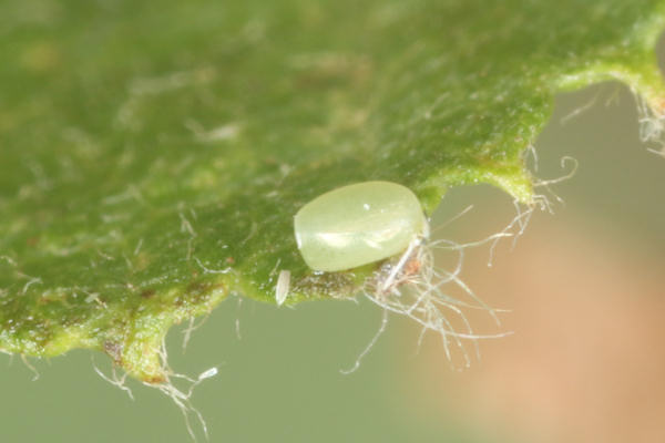 Hemithea aestivaria: Bild 1
