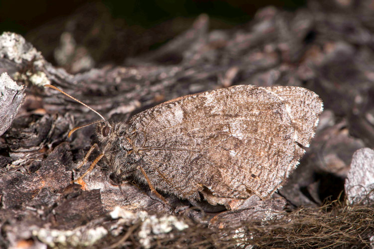 Hemithea aestivaria: Bild 2