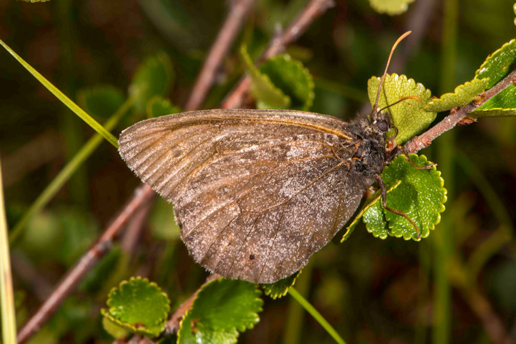 Hemithea aestivaria: Bild 3