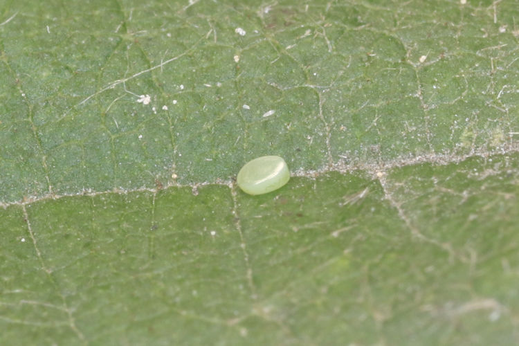 Hemithea aestivaria: Bild 2