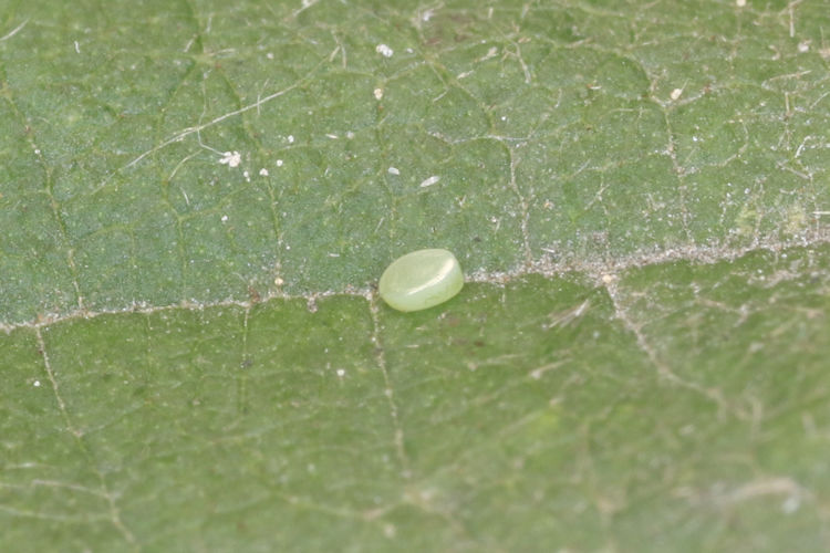 Hemithea aestivaria: Bild 4