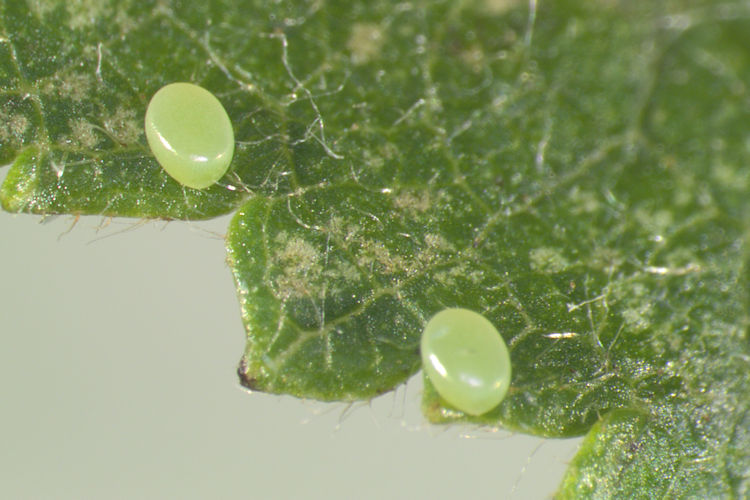 Hemithea aestivaria: Bild 3