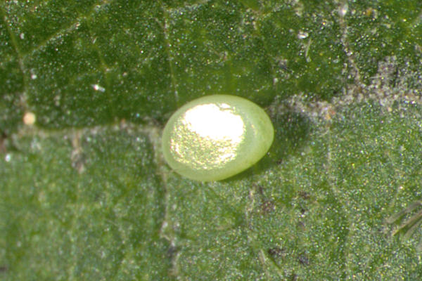 Hemithea aestivaria: Bild 7