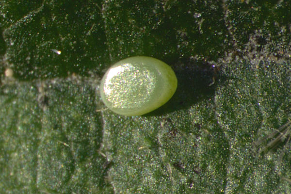 Hemithea aestivaria: Bild 8