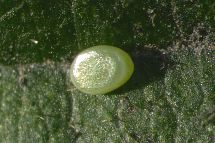Hemithea aestivaria: Bild 4