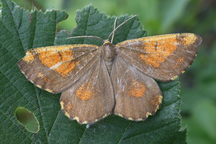 Angerona prunaria: Bild 17