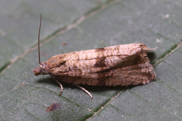 Celypha striana: Bild 2