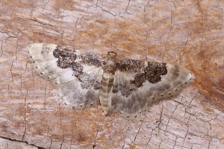 Idaea rusticata: Bild 22