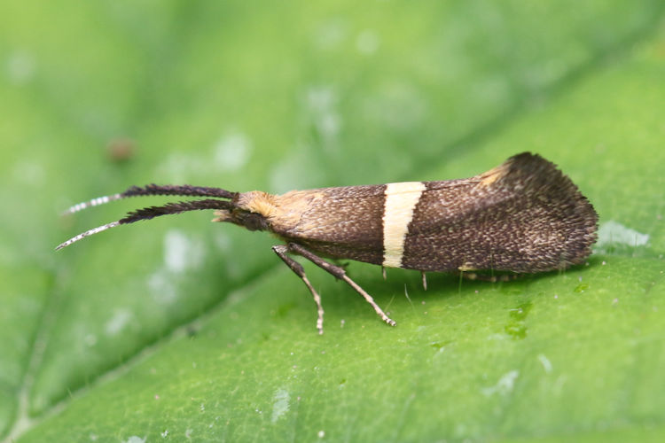 Eidophasia messingiella: Bild 1