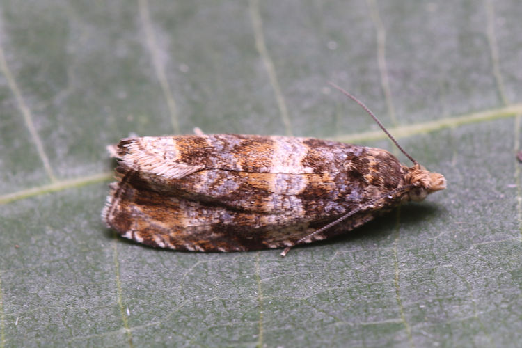 Celypha cespitana: Bild 2