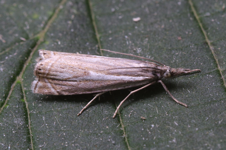 Crambus lathoniellus: Bild 8