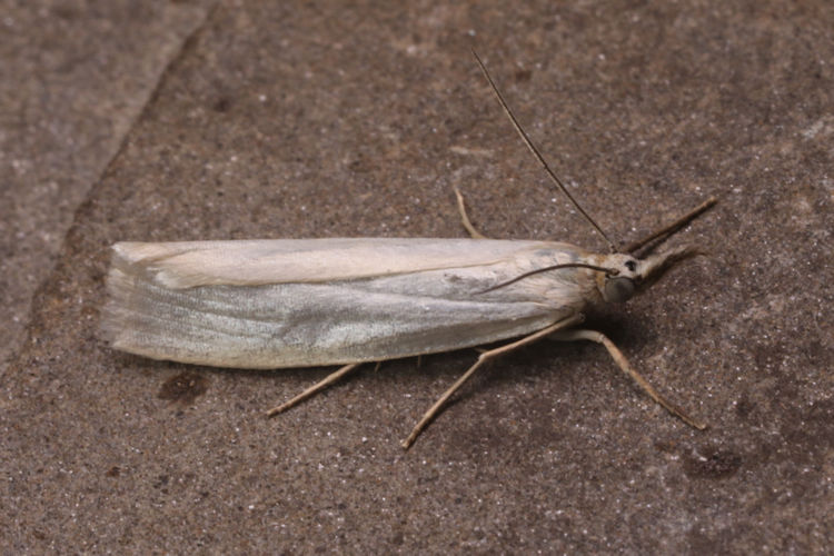 Crambus perlellus: Bild 5