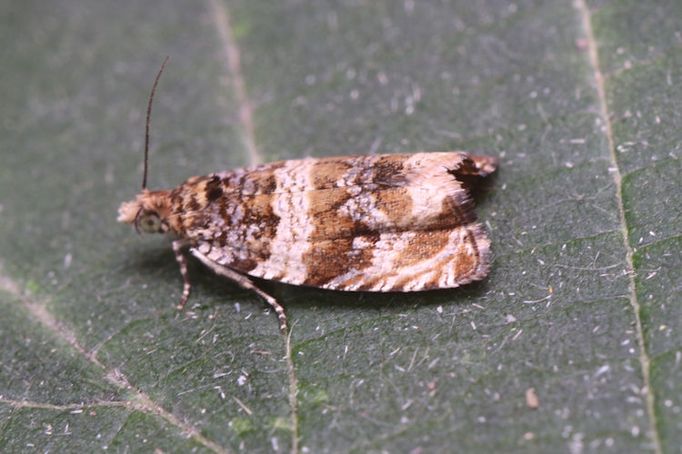 Celypha cespitana: Bild 3