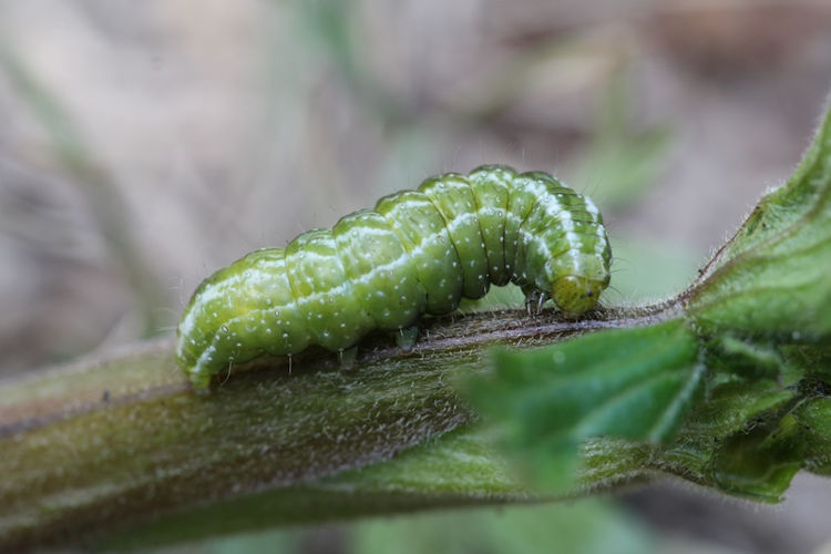 Euchalcia bellieri: Bild 2