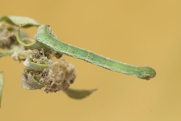 Eupithecia sinuosaria: Bild 1