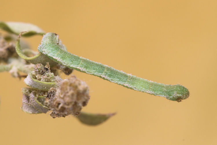 Eupithecia sinuosaria: Bild 1