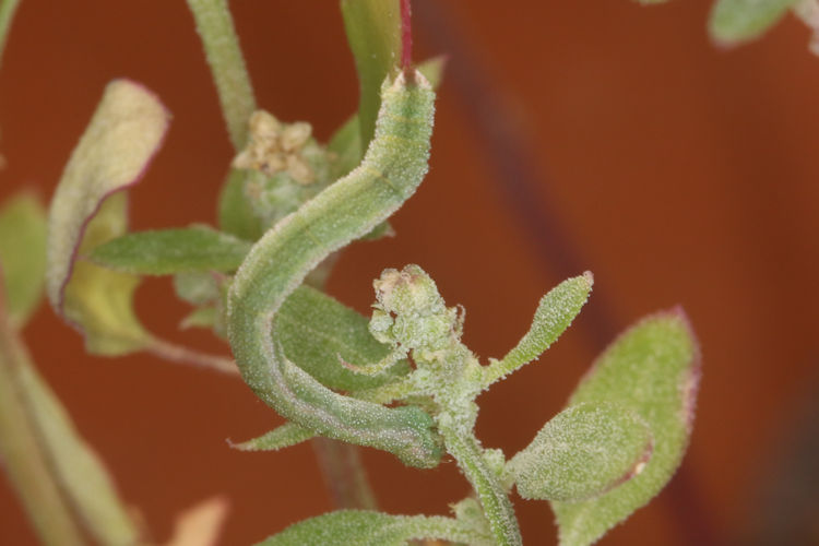 Eupithecia sinuosaria: Bild 4