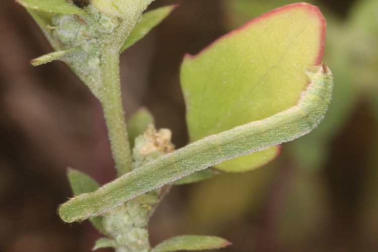 Eupithecia sinuosaria: Bild 5