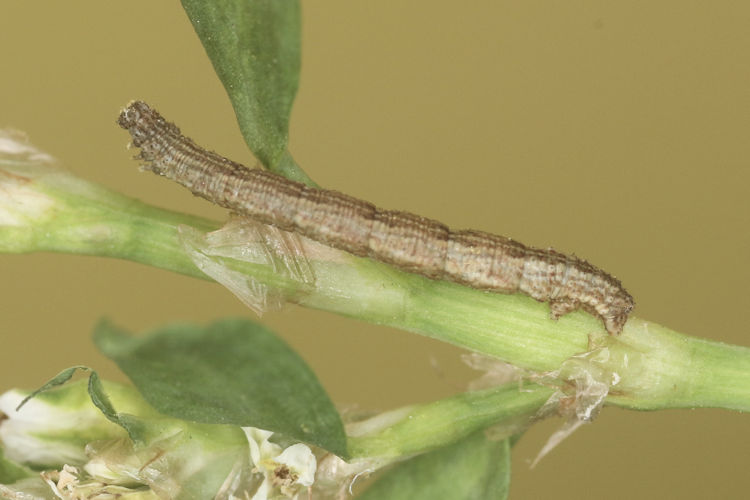 Idaea emarginata: Bild 3