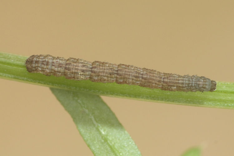 Idaea emarginata: Bild 4