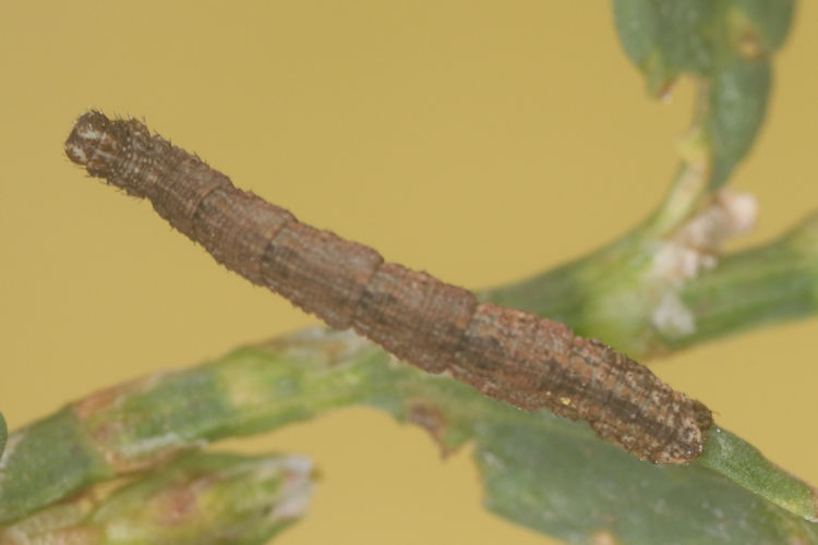 Idaea emarginata: Bild 5