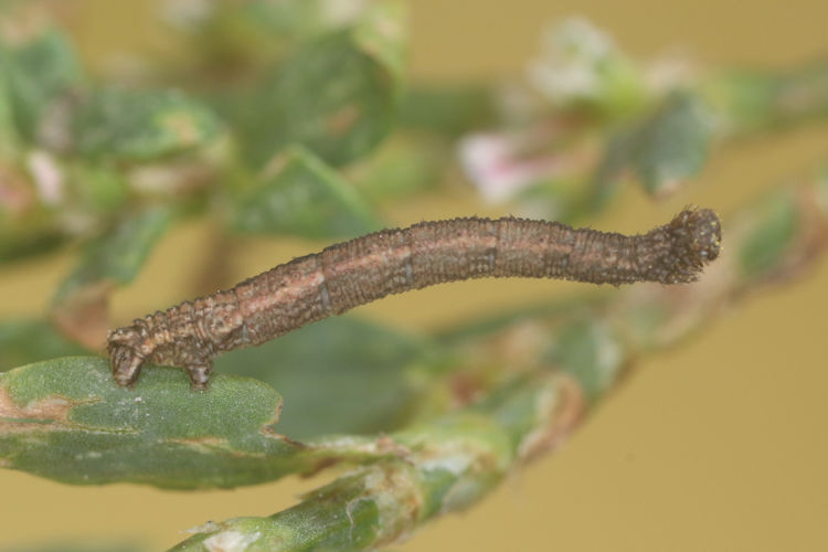 Idaea emarginata: Bild 6