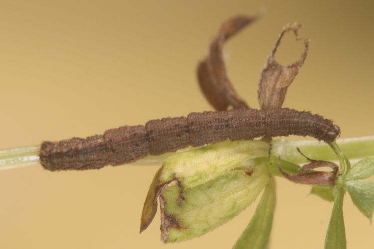 Idaea emarginata: Bild 8