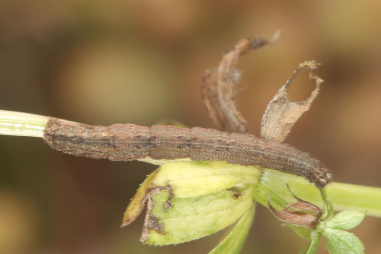 Idaea emarginata: Bild 9