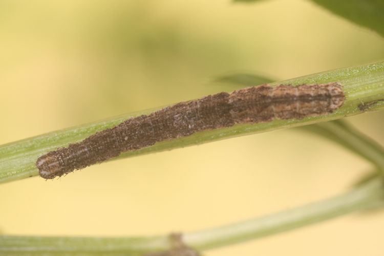 Idaea emarginata: Bild 10