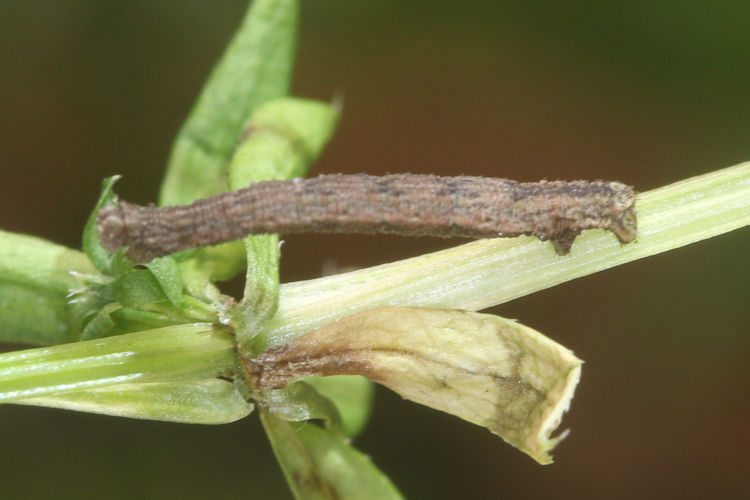 Idaea emarginata: Bild 11