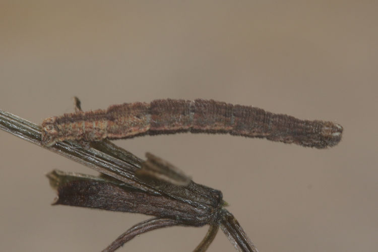 Idaea emarginata: Bild 13