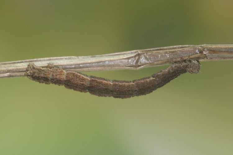 Idaea emarginata: Bild 15