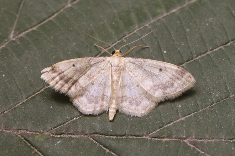 Idaea biselata: Bild 22