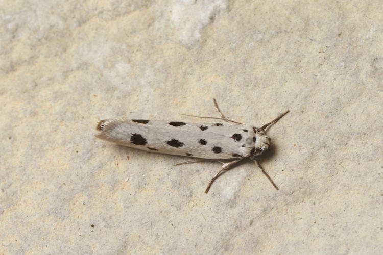 Ethmia dodecea: Bild 3